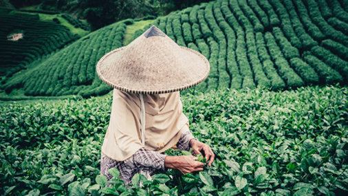 Oolongtee Indonesische Teepflückerin mit Strohhut in einem Teefeld