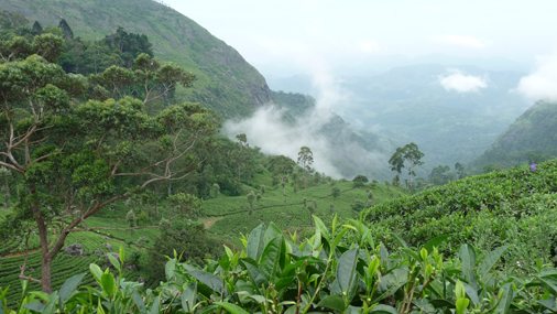 Ceylon Tee Teegarten in den Bergen von Sri Lanka